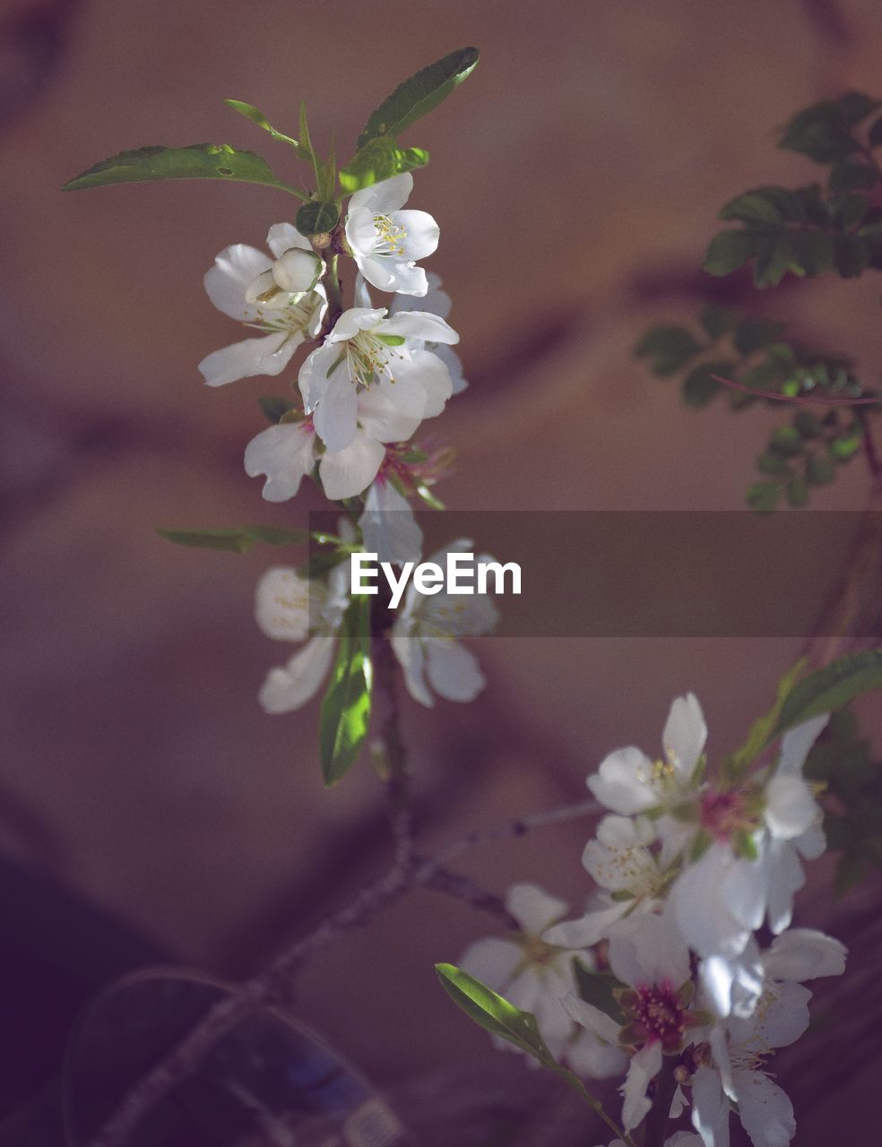 CLOSE-UP OF WHITE CHERRY BLOSSOMS