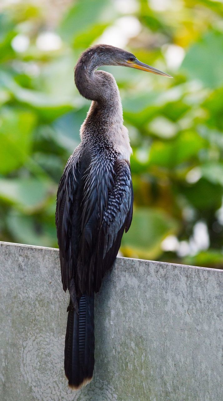 Rear view of bird perching outdoors