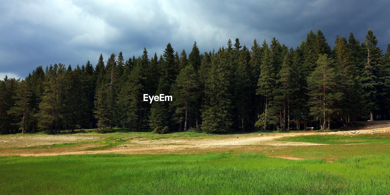 Scenic view of trees against sky