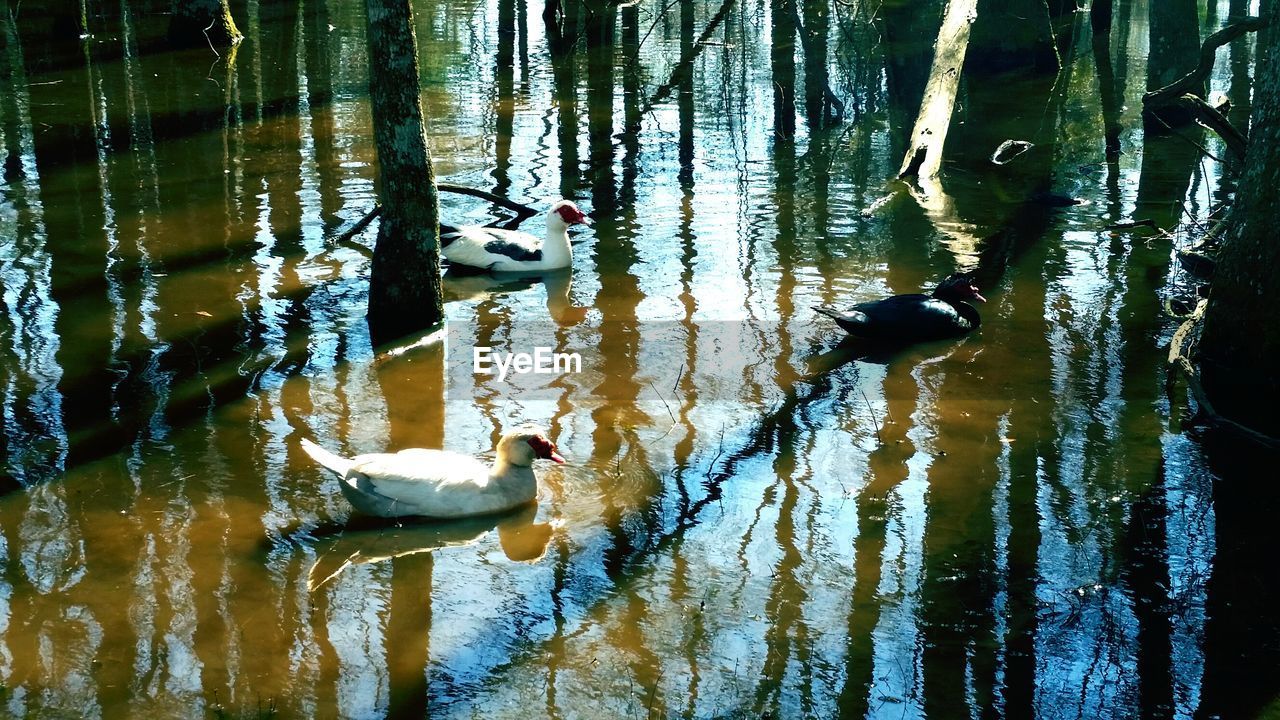 SWANS SWIMMING ON LAKE