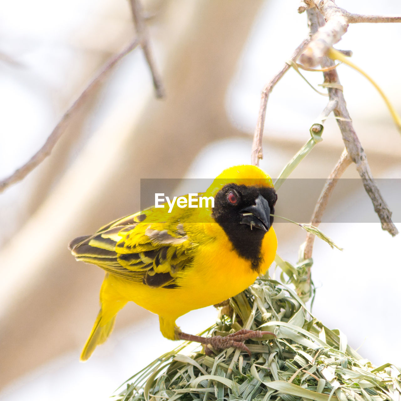 Yellow masked weaverbird holding grass to building nest