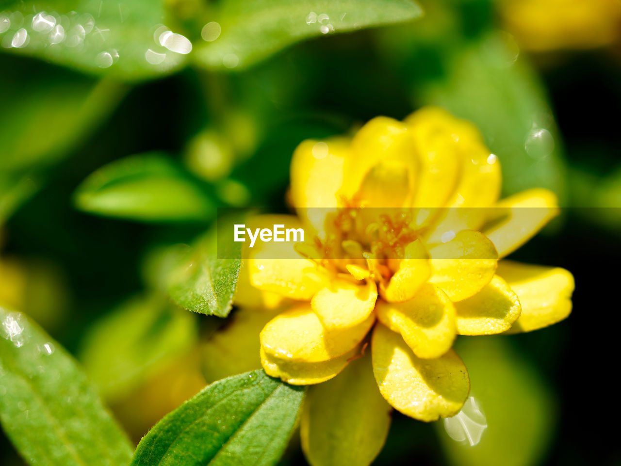 Close-up of wet yellow rose flower