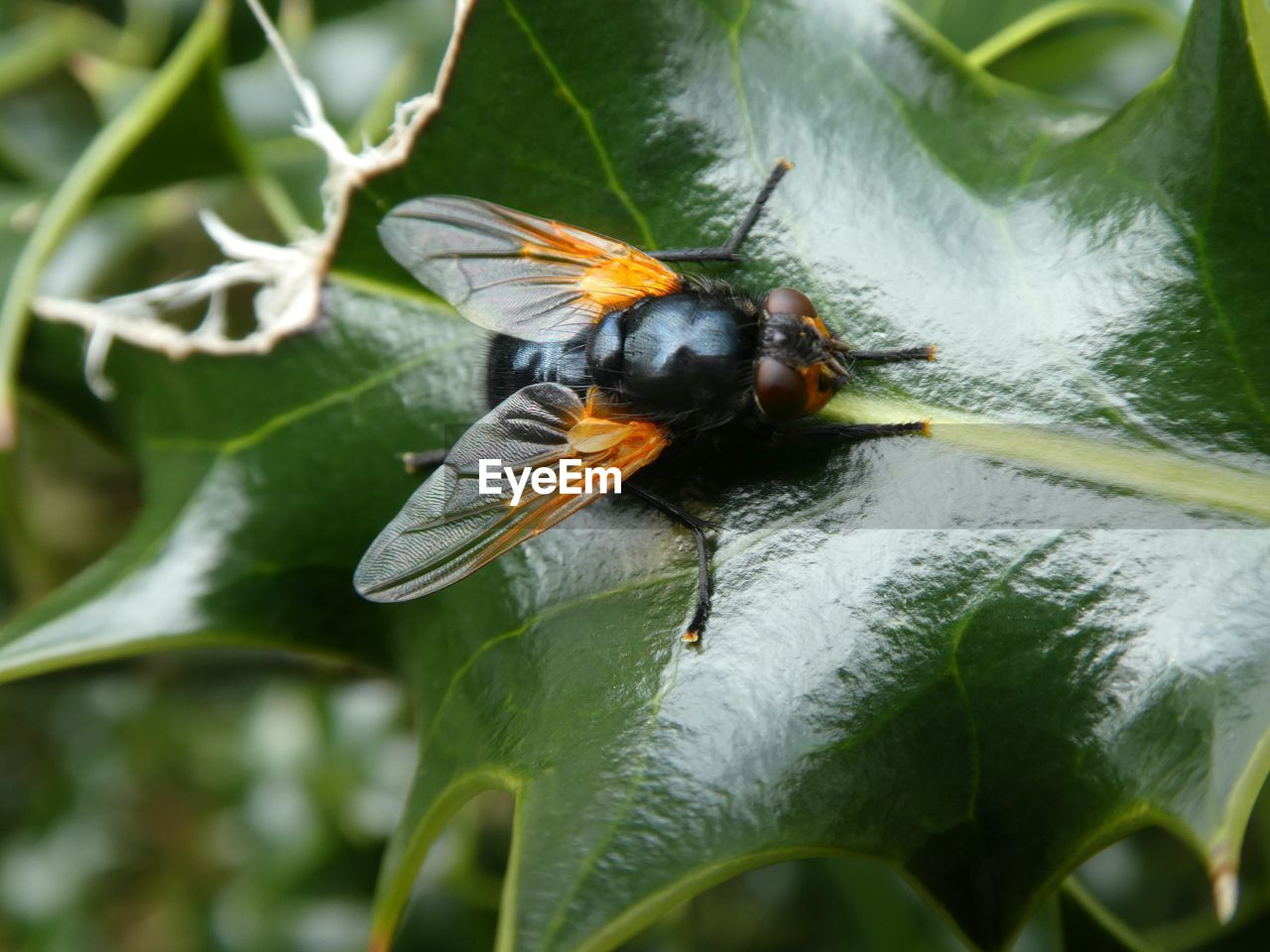 Close-up of fly on leaf