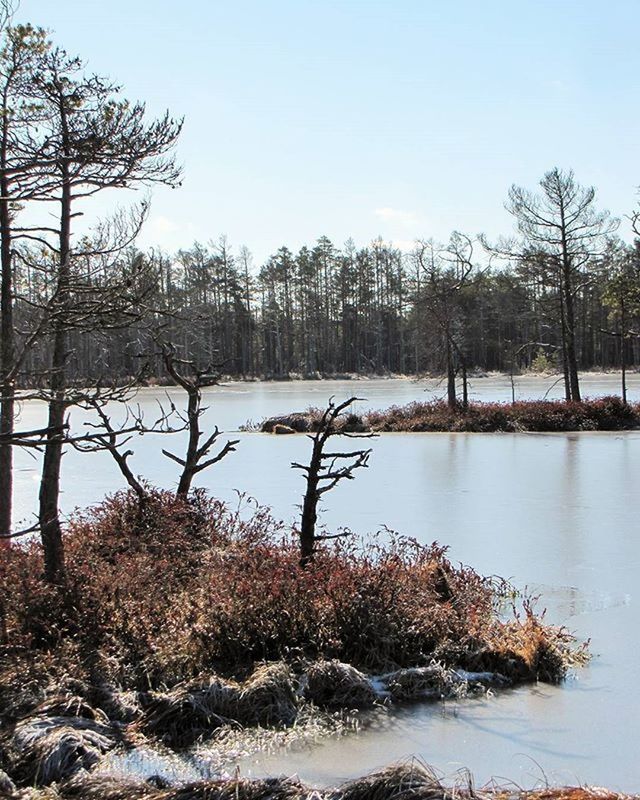 REFLECTION OF TREES IN WATER