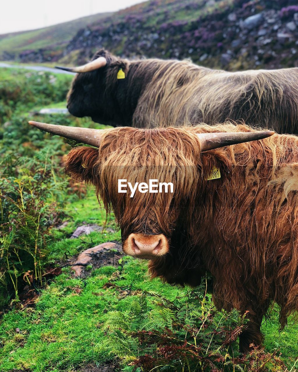 COW STANDING IN FIELD