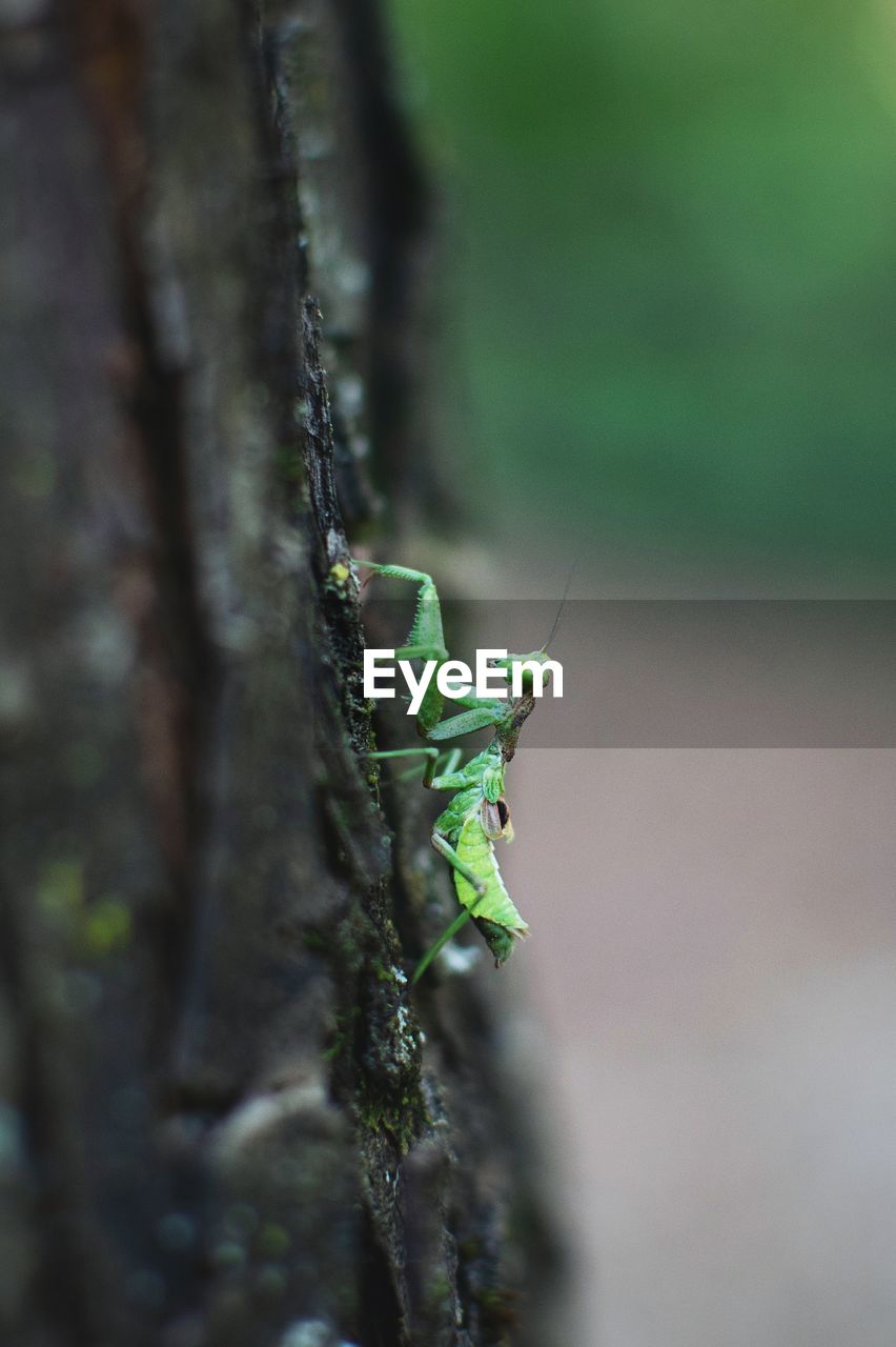 Close-up of insect on tree trunk