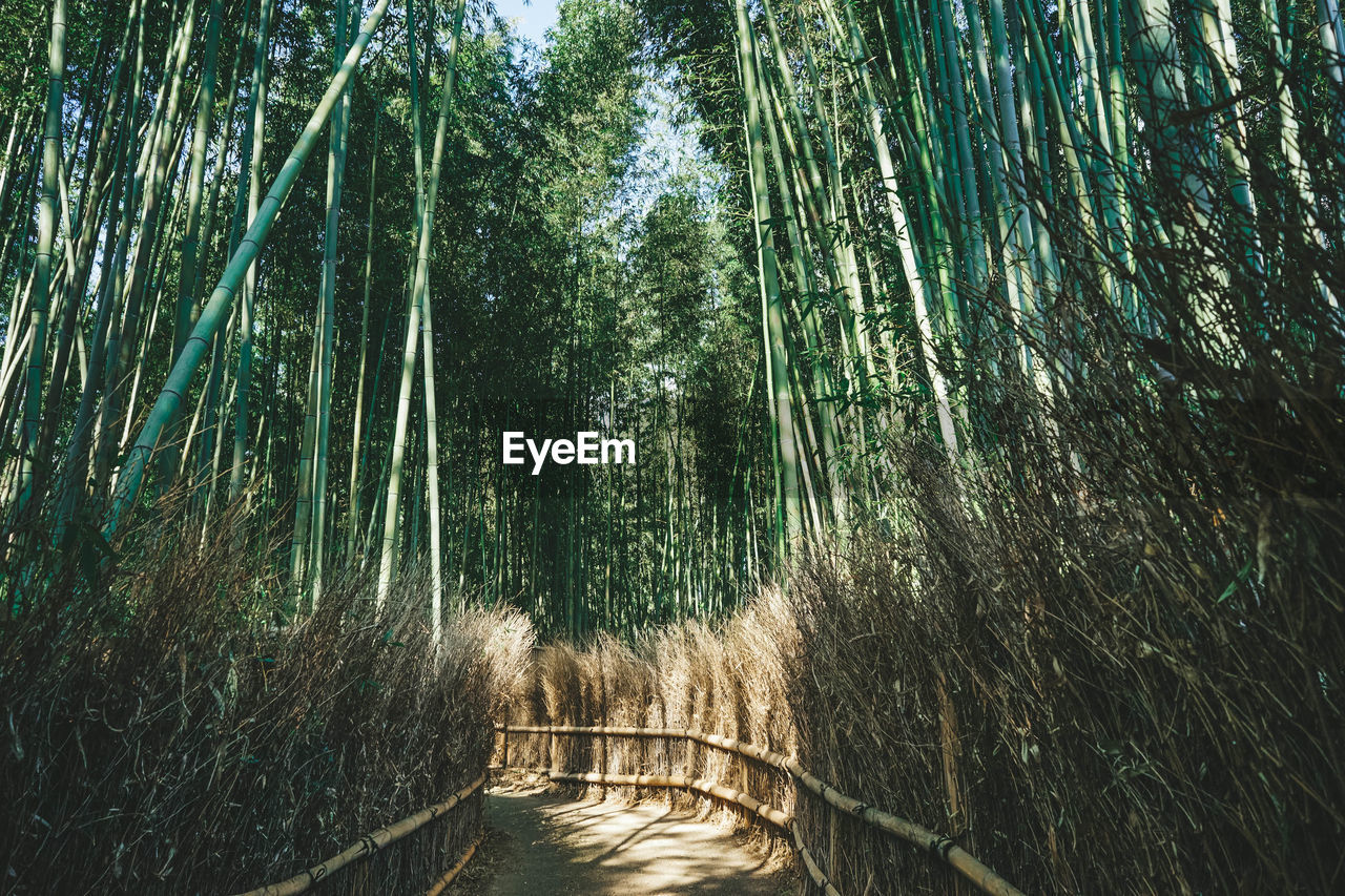 FULL FRAME SHOT OF BAMBOO TREES