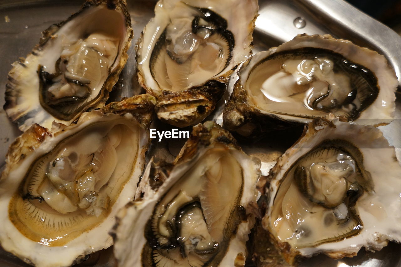 Close-up of fresh oysters