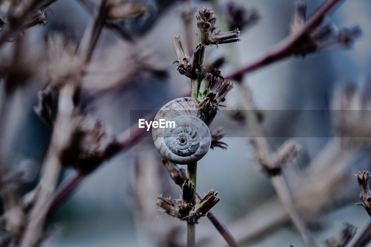 Close-up of wilted plant