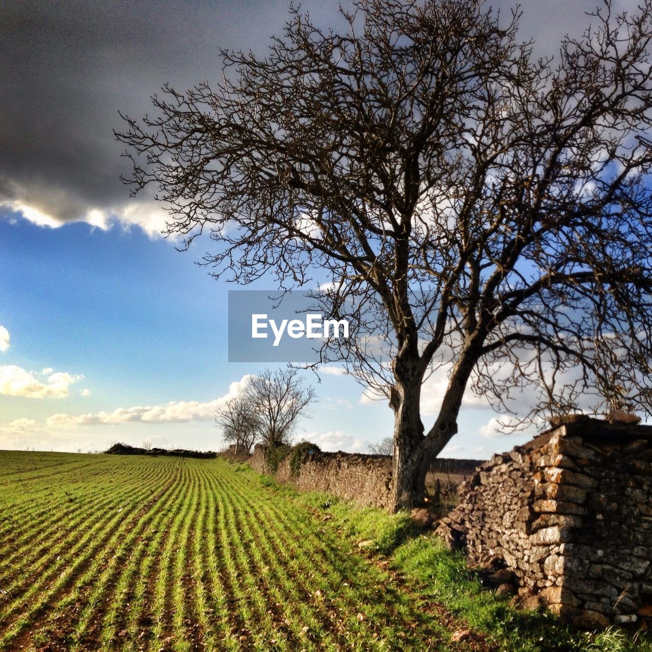 Bare tree on agricultural field against sky