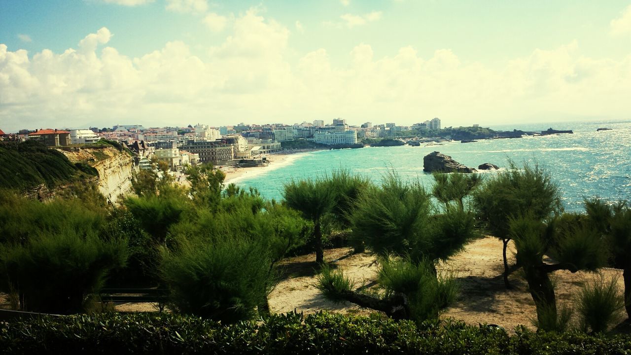 Trees with sea and cityscape in background