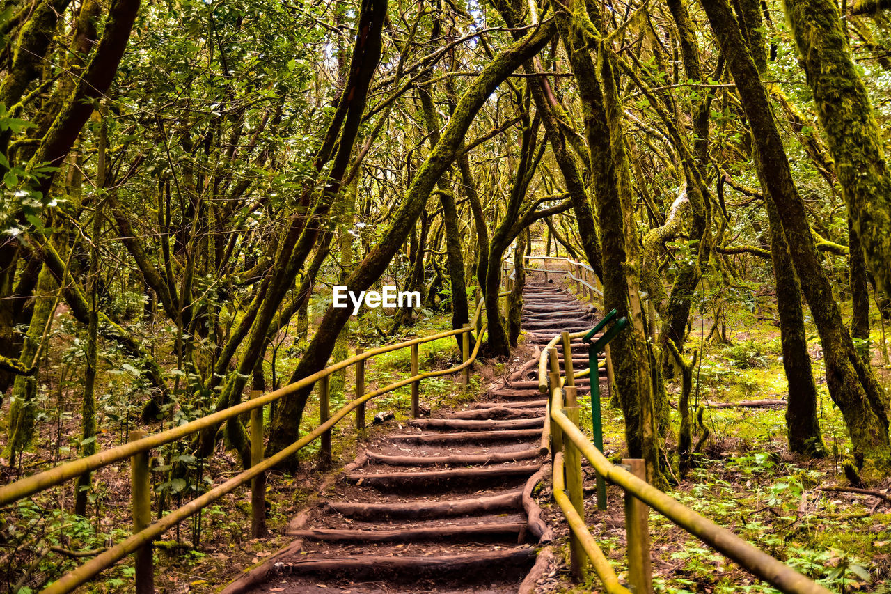 STAIRCASE IN FOREST