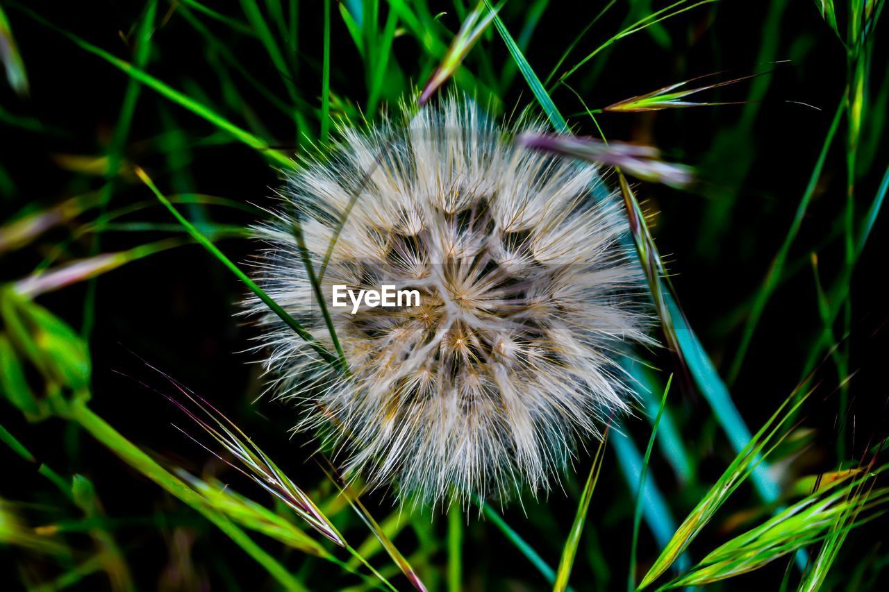 Close-up of dandelion on field