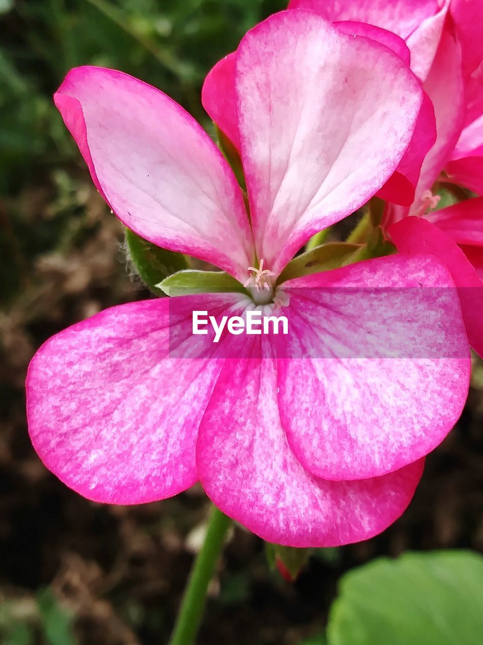 CLOSE-UP OF PINK FLOWER