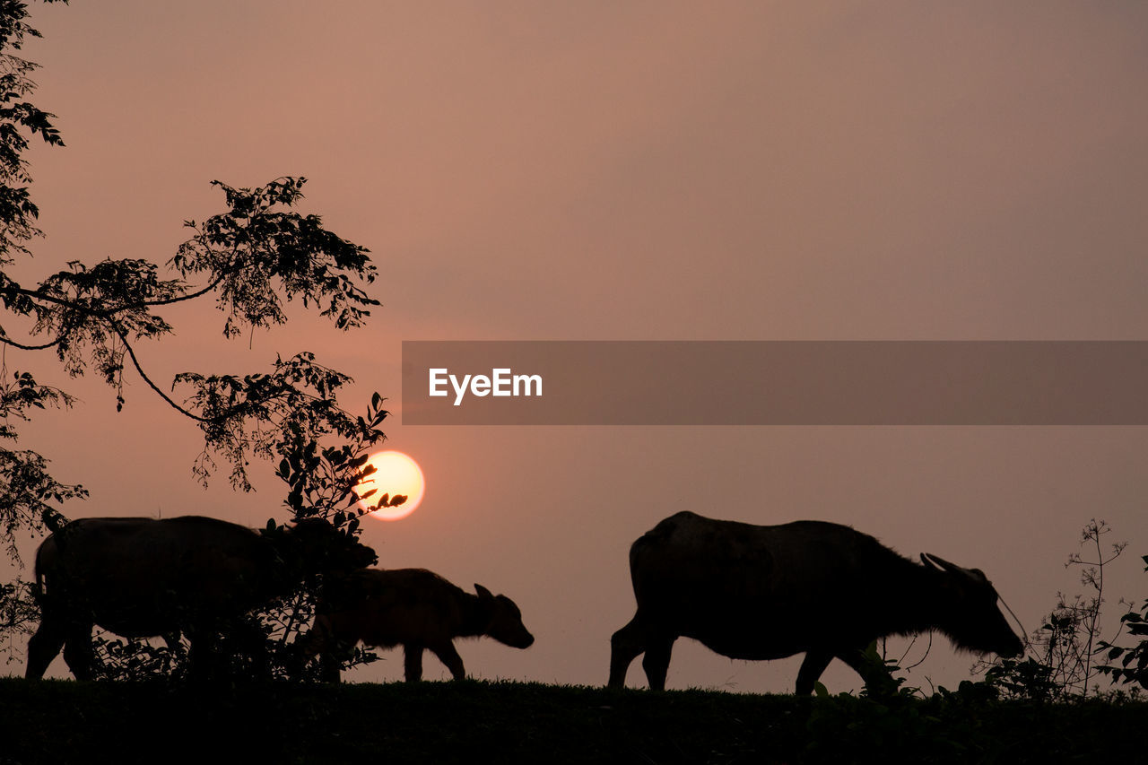 COWS ON FIELD AGAINST ORANGE SKY