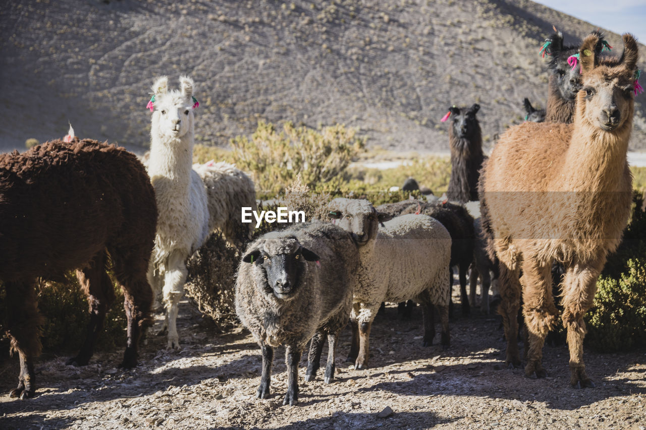 Sheep on field