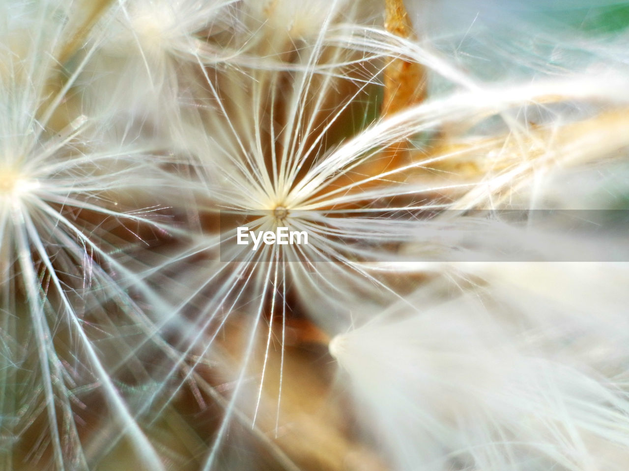 MACRO SHOT OF DANDELION ON WHITE SURFACE