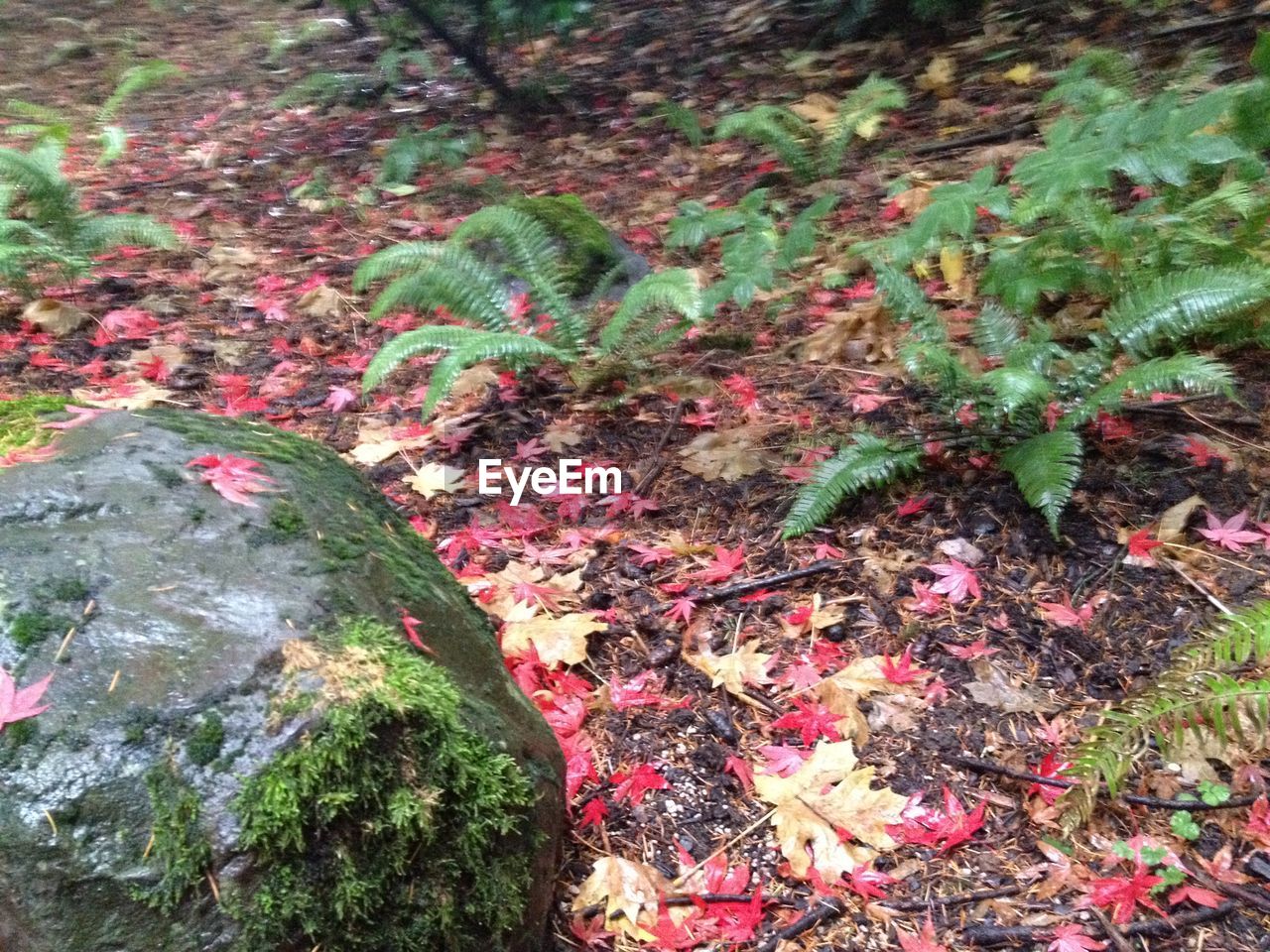 MOSS ON ROCK