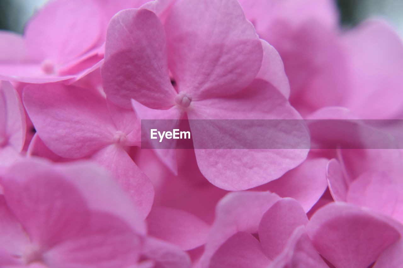 CLOSE-UP OF PINK HYDRANGEAS