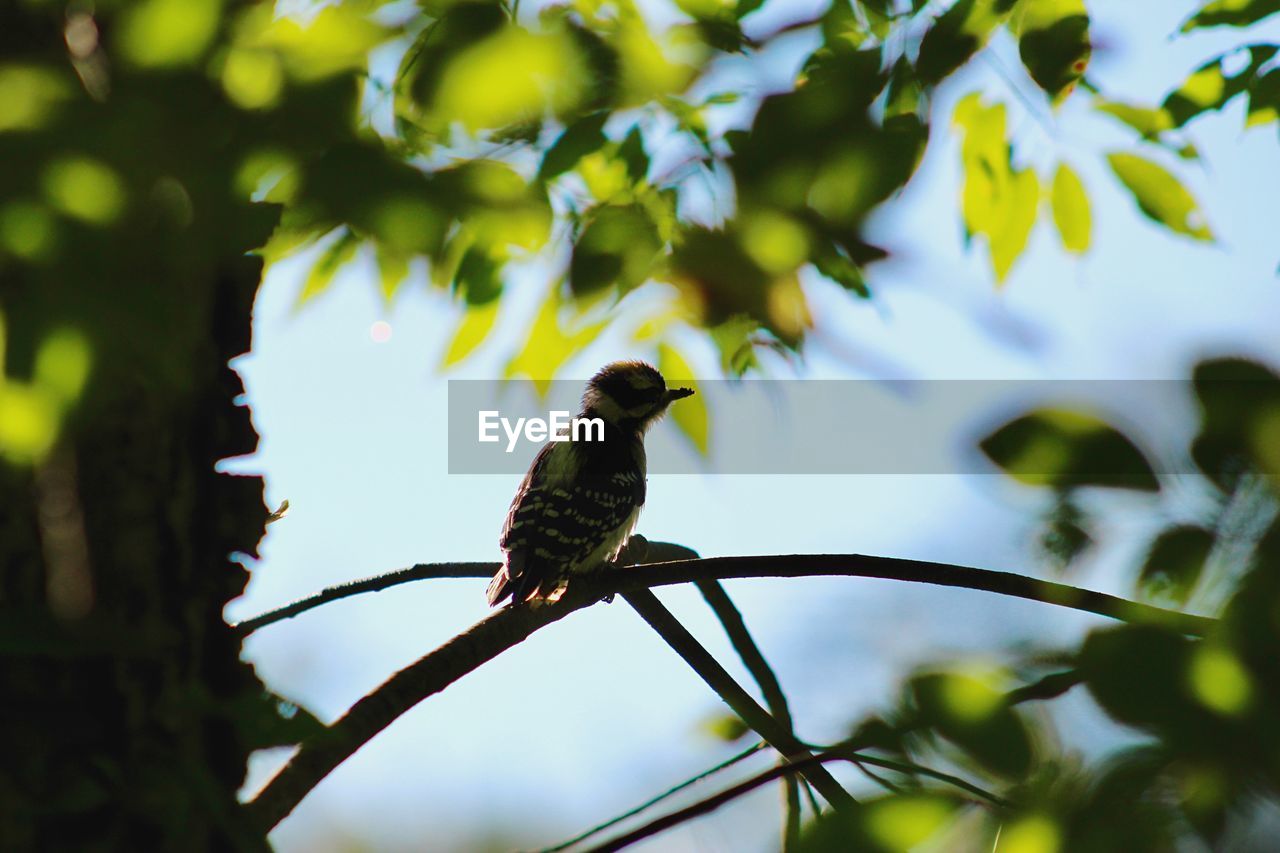 BIRD PERCHING ON A BRANCH