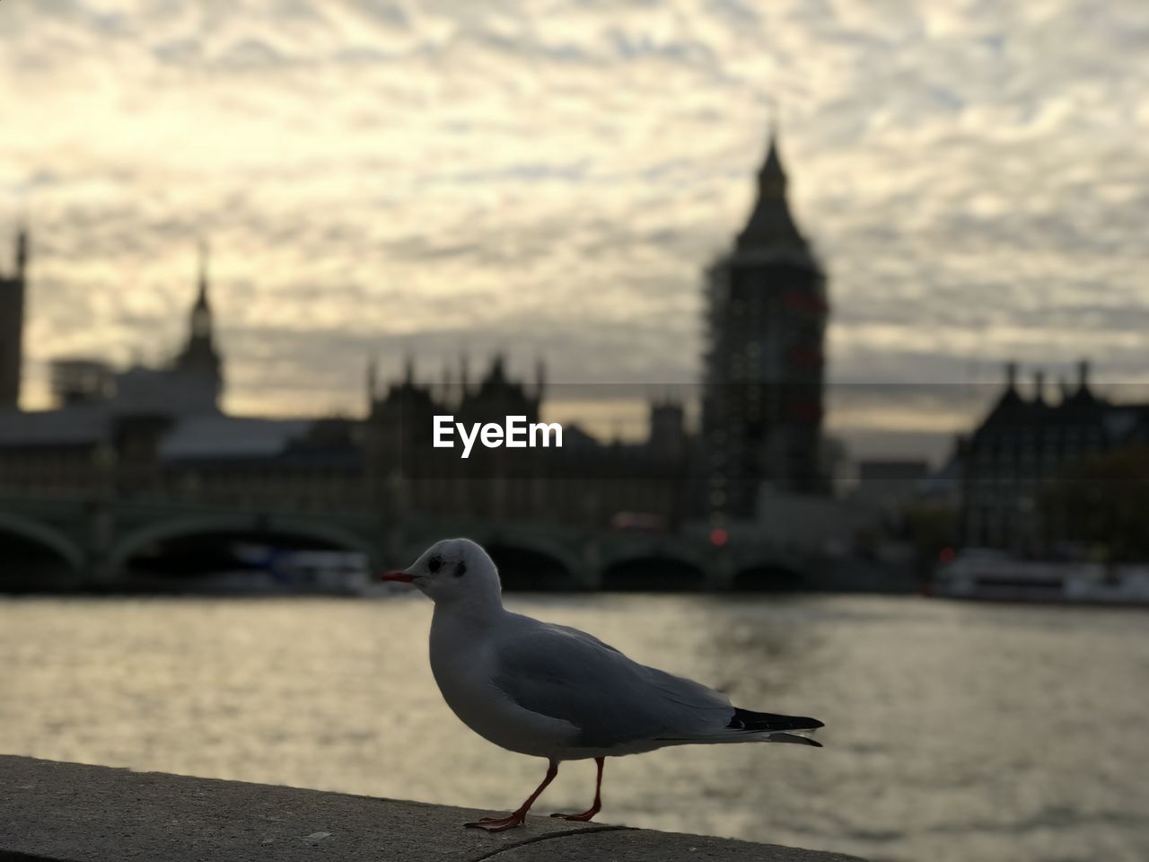 SEAGULL ON A BUILDING