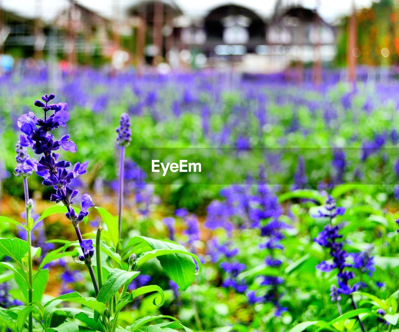 PURPLE FLOWERS BLOOMING ON FIELD