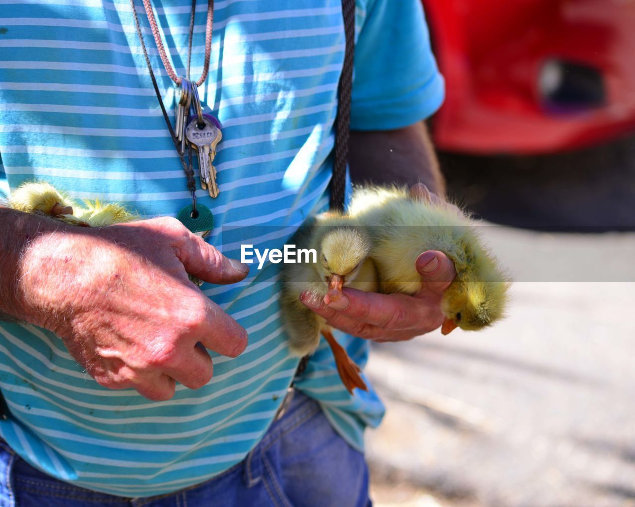 Midsection of man holding ducklings