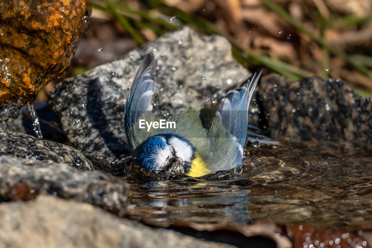 Close-up of a bathing bluetit frozen in time.