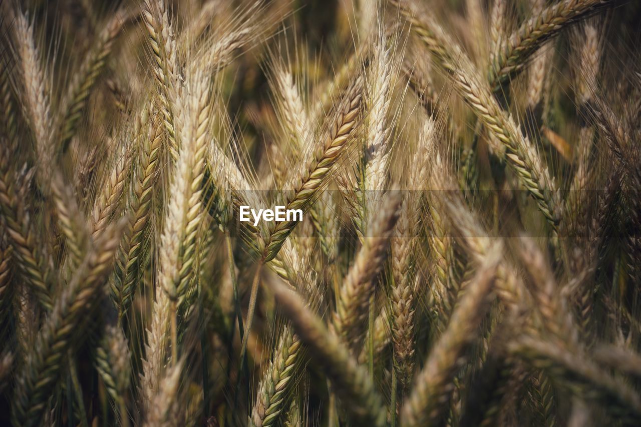 Full frame shot of wheat field