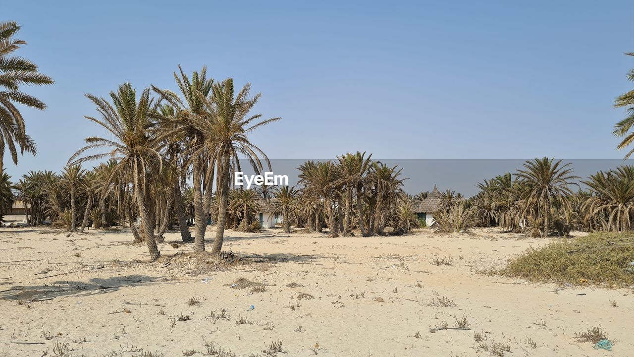 SCENIC VIEW OF PALM TREES ON DESERT AGAINST SKY