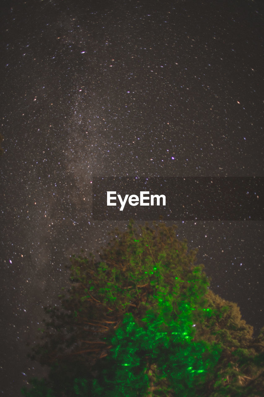 LOW ANGLE VIEW OF TREE AGAINST STAR FIELD AT NIGHT