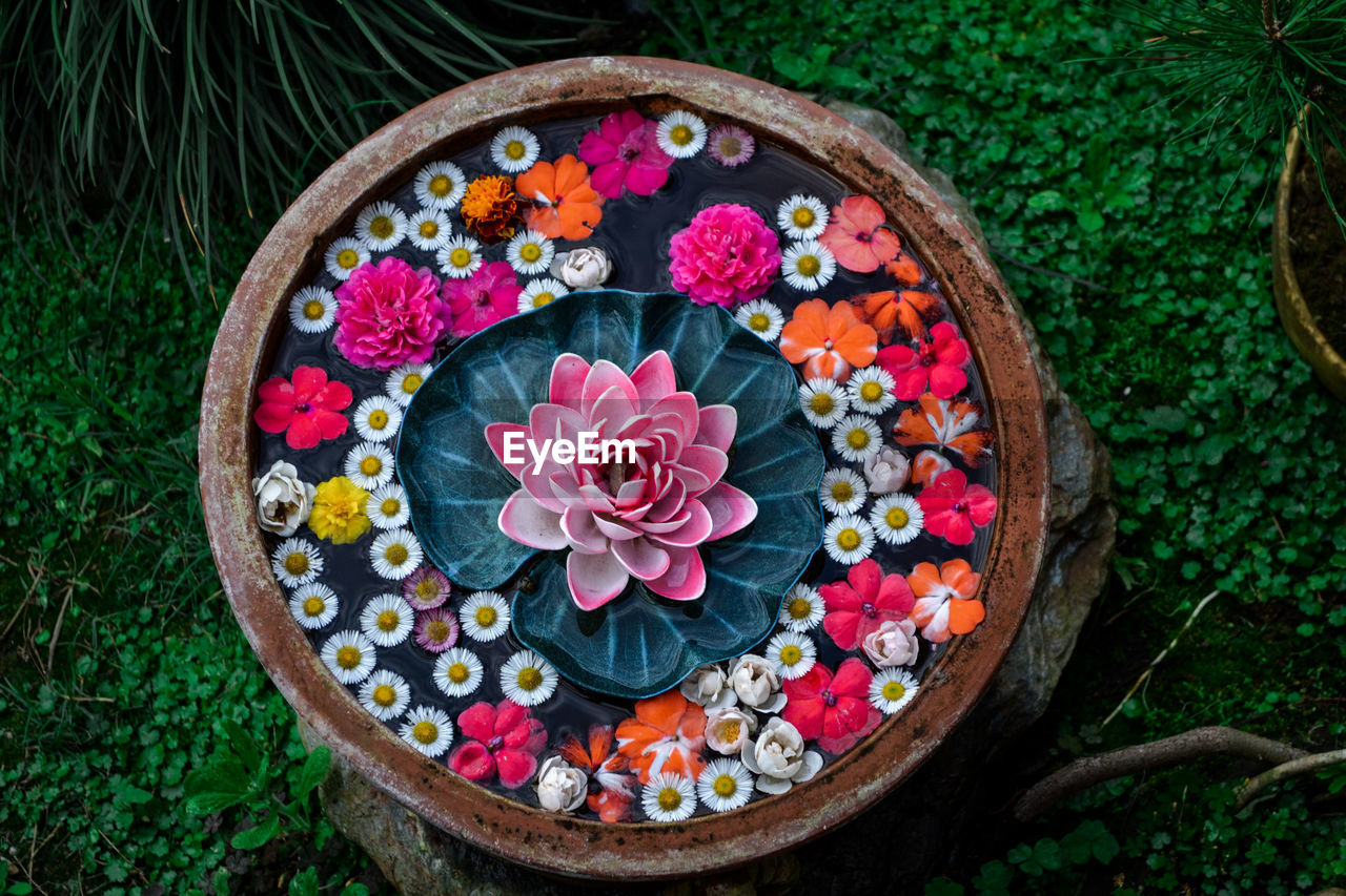 HIGH ANGLE VIEW OF PINK FLOWERING PLANTS
