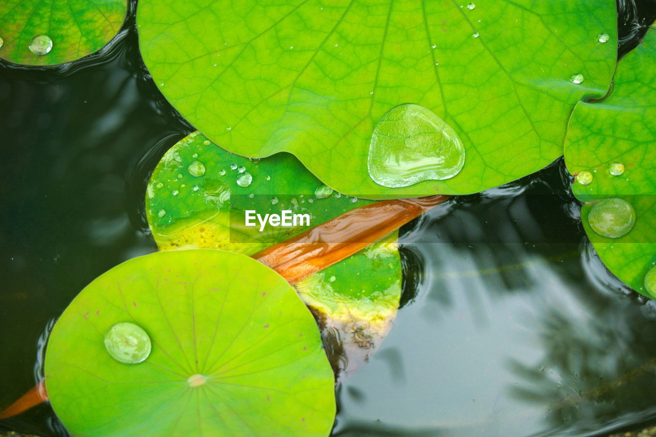 HIGH ANGLE VIEW OF WATER DROPS ON LEAF