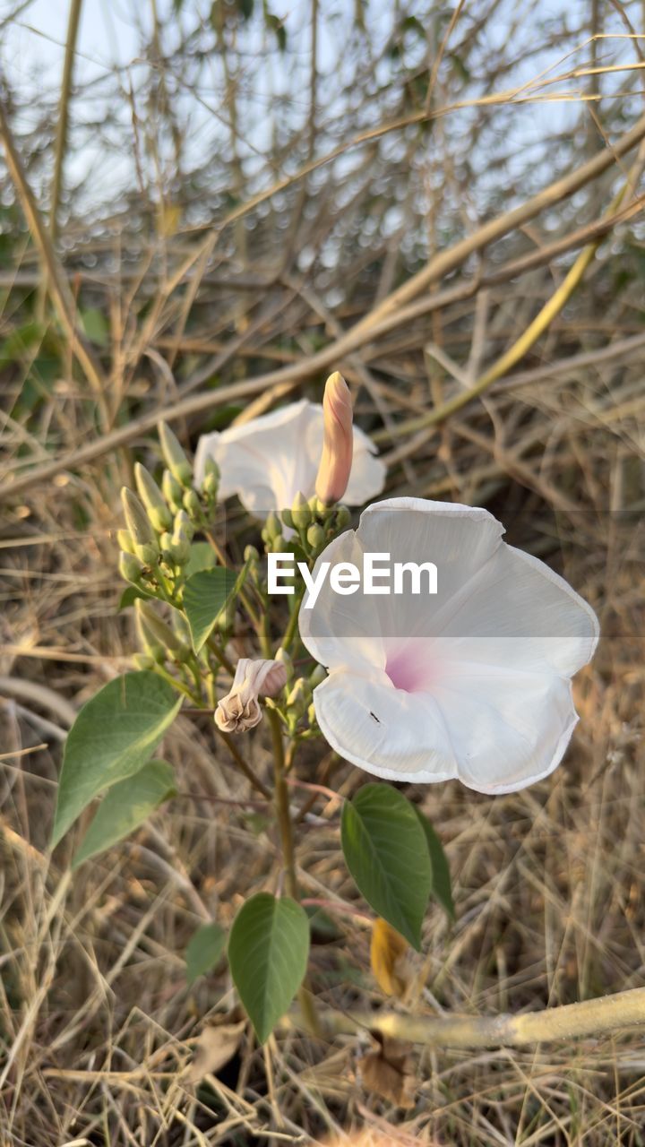 plant, flower, flowering plant, nature, beauty in nature, growth, freshness, wildflower, close-up, leaf, fragility, blossom, petal, tree, day, focus on foreground, no people, plant part, outdoors, flower head, springtime, land, inflorescence, spring, white, botany, plant stem, field