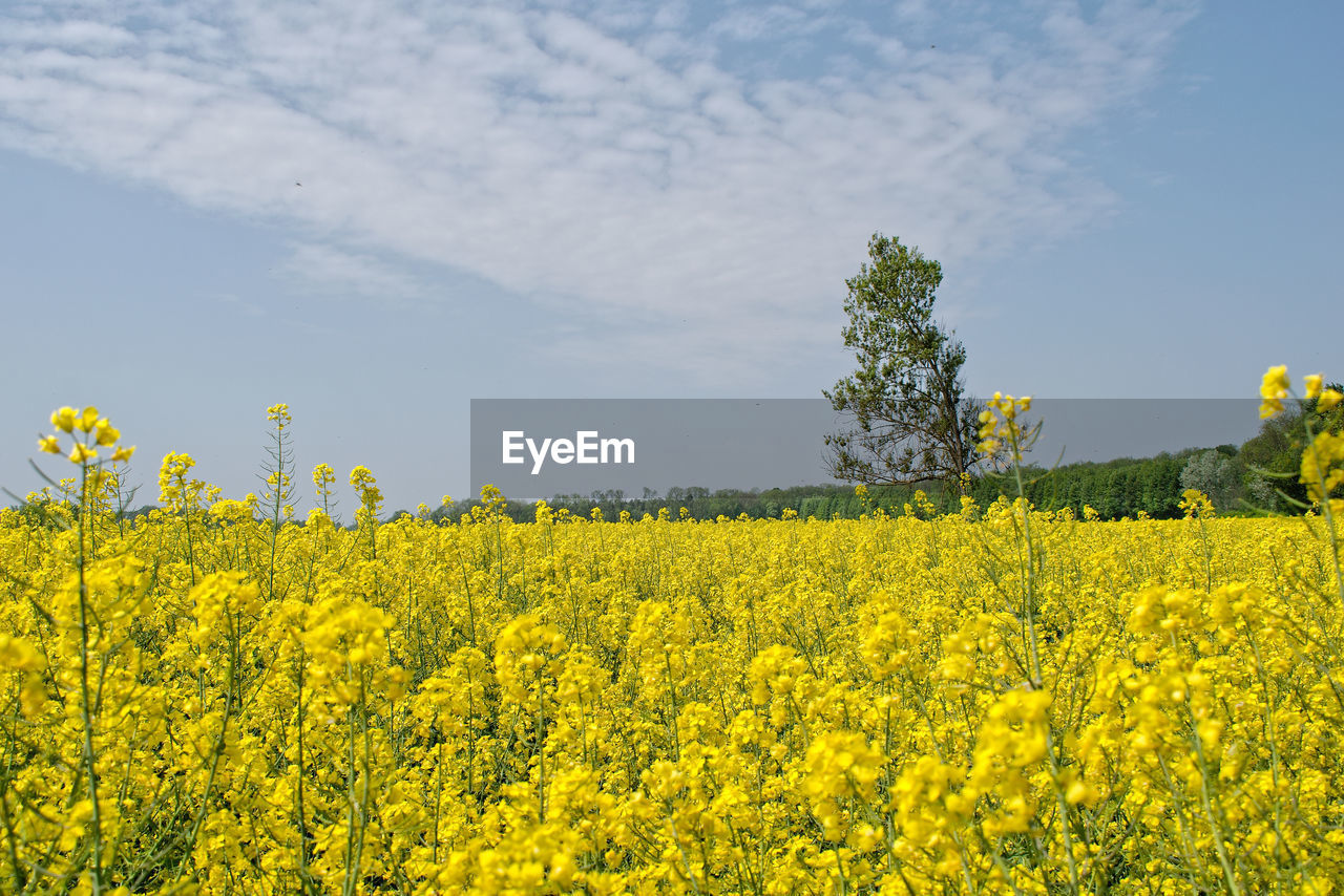 Scenic view of oilseed rape field against sky