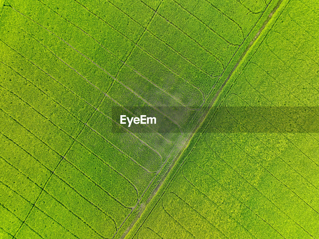 green, leaf, plant part, backgrounds, full frame, no people, nature, leaf vein, plant, close-up, textured, beauty in nature, pattern, yellow, growth, grass, day, outdoors, environment, flower, macro, plant stem, sunlight, macro photography