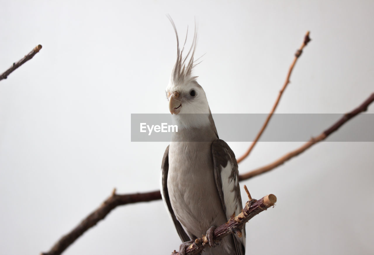 Gray parrot sits on a branch on a white background. white-faced cockatiel sits on a branch