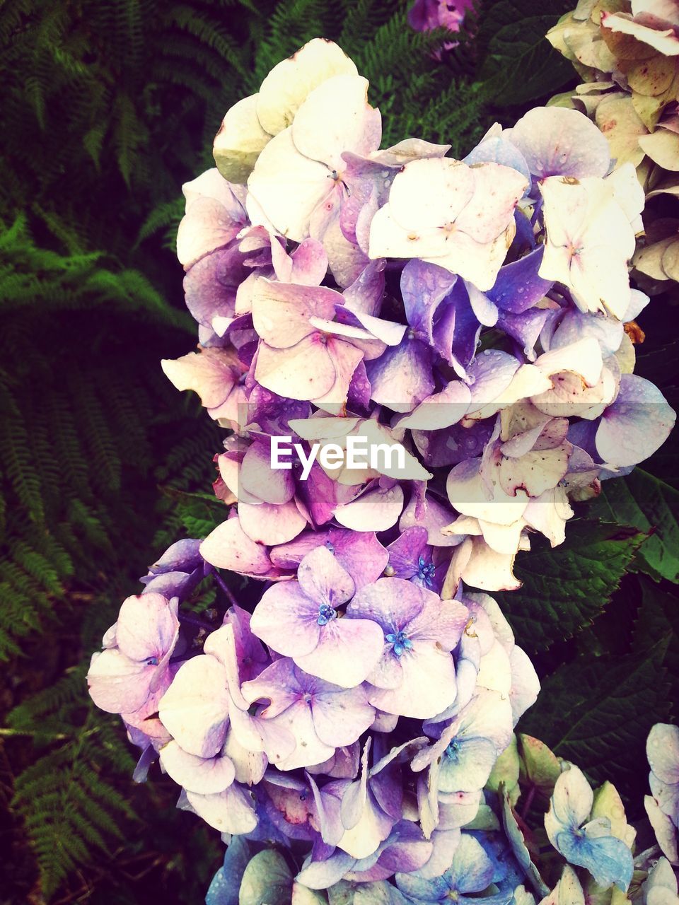 CLOSE-UP OF PURPLE FLOWERS