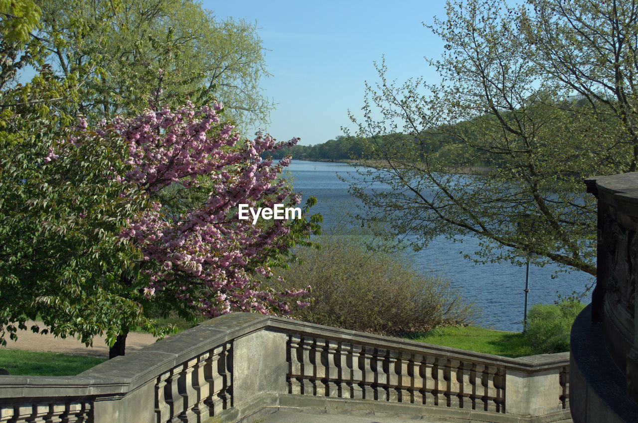 VIEW OF FLOWERING PLANTS BY LAKE