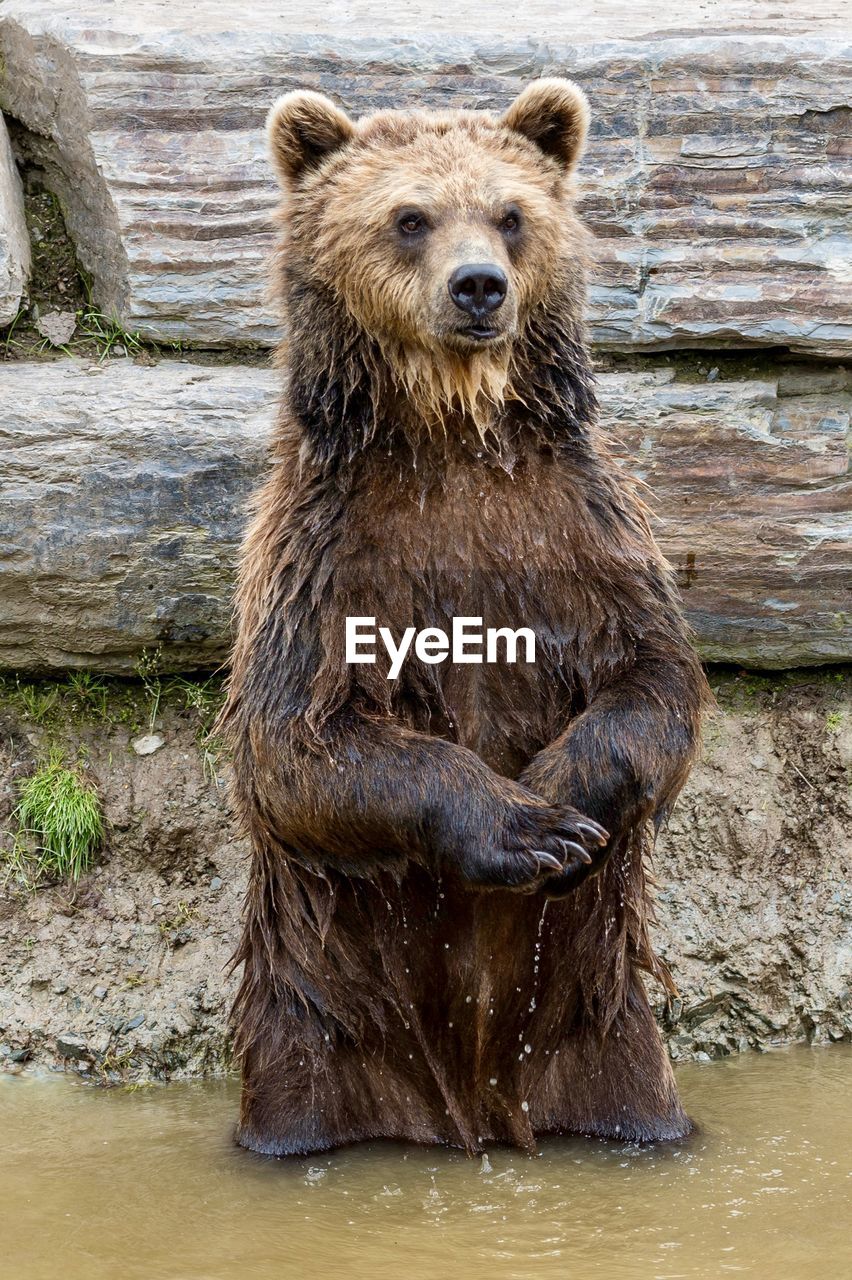 Portrait of grizzly bear in water