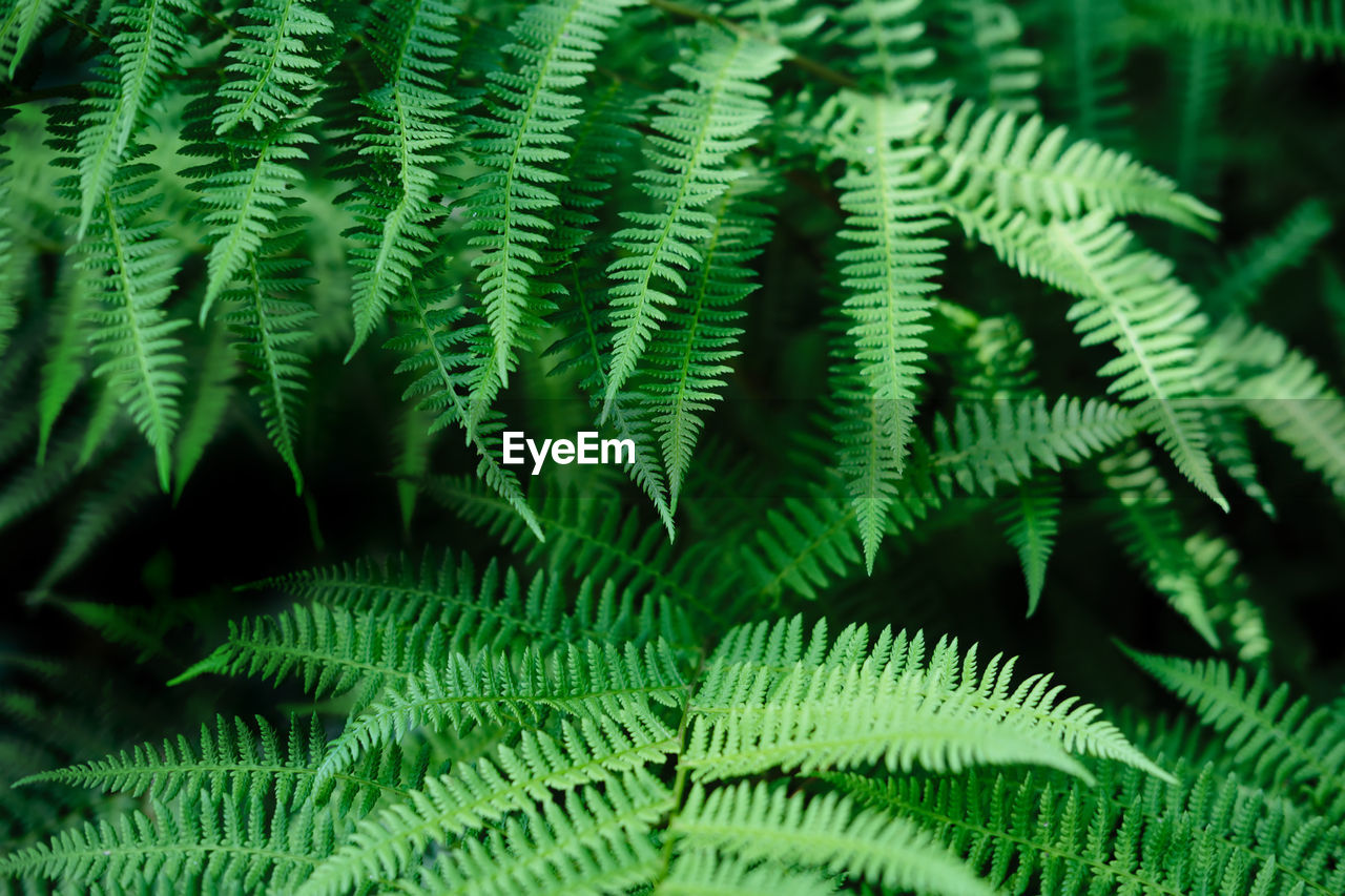Beautyful ferns leaves background. green foliage natural floral pattern. selective focus