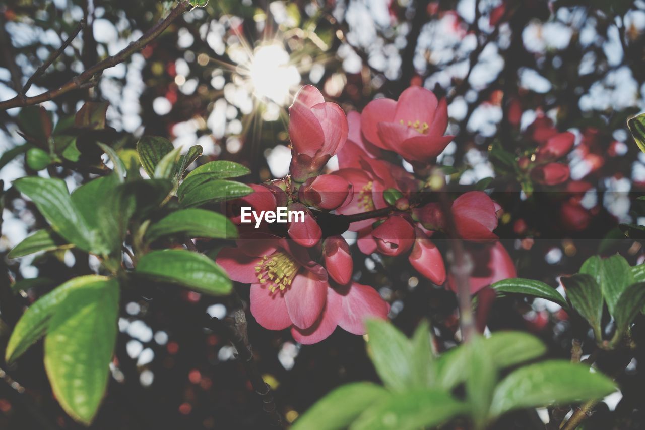 CLOSE-UP OF PINK FLOWER TREE