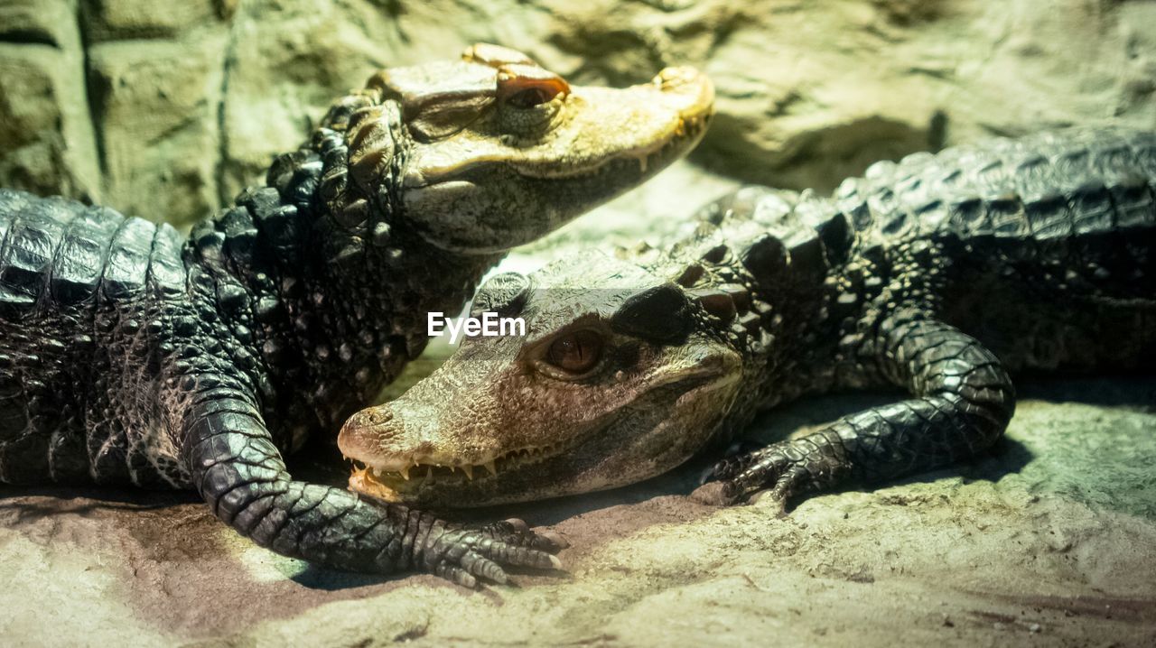 Close-up of alligators