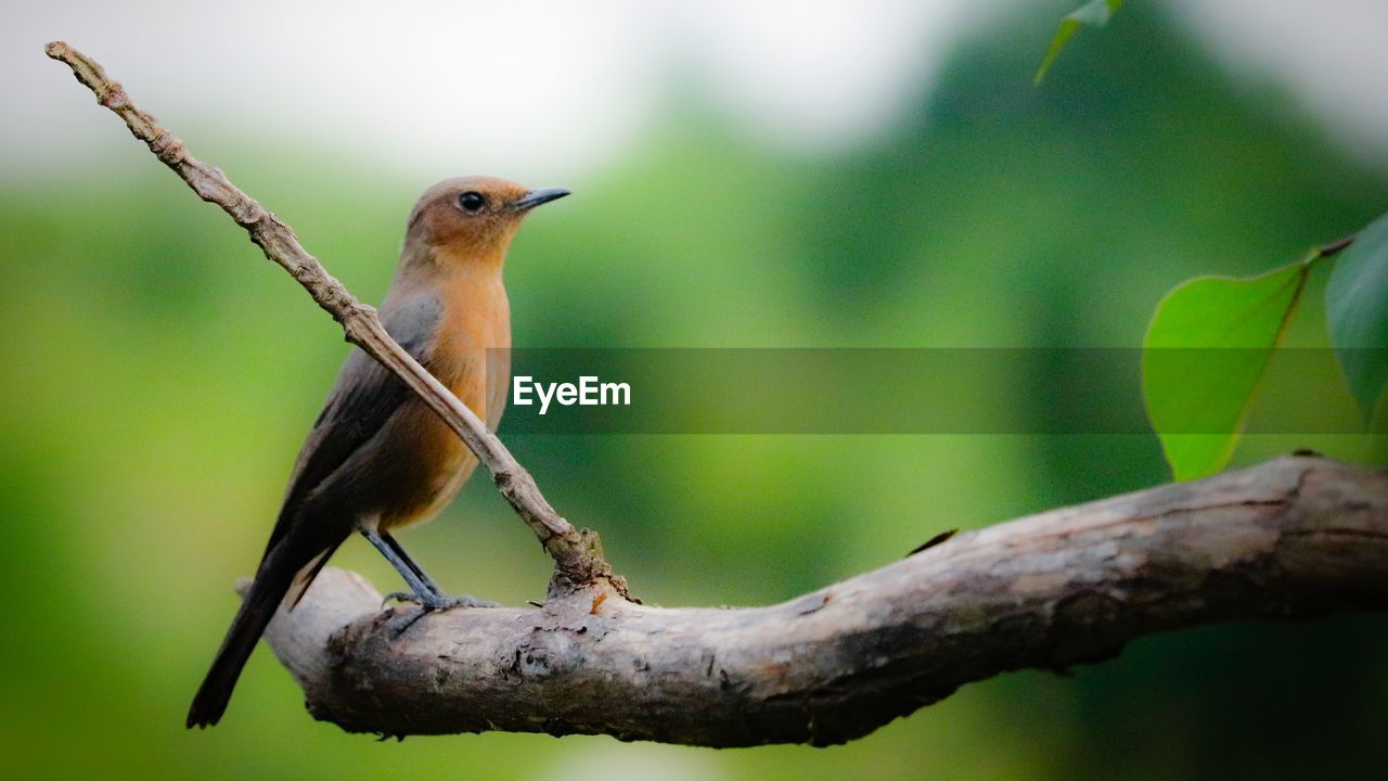 BIRD PERCHING ON A BRANCH