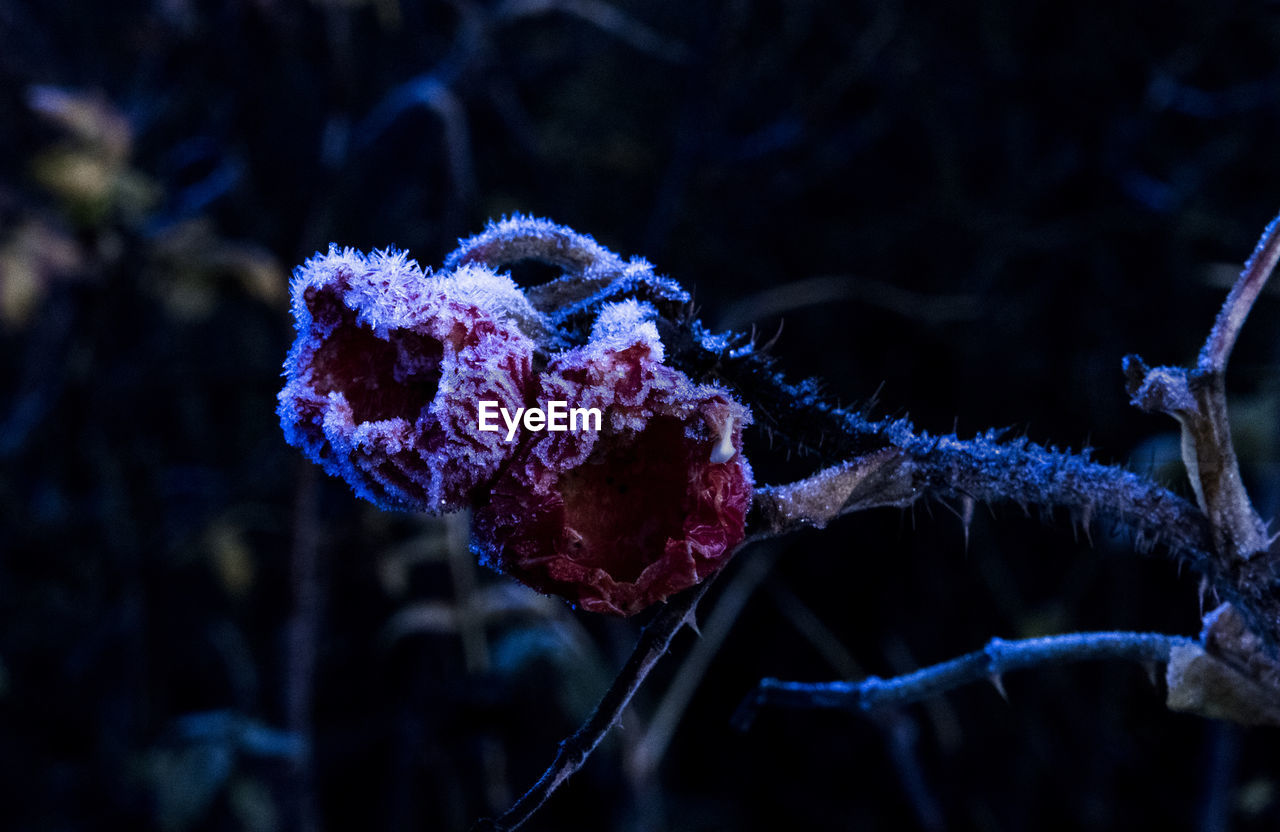 Close-up of snow on plant