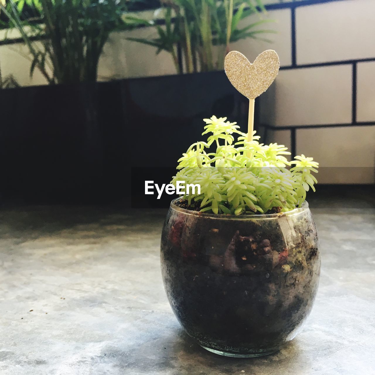 POTTED PLANT ON TABLE