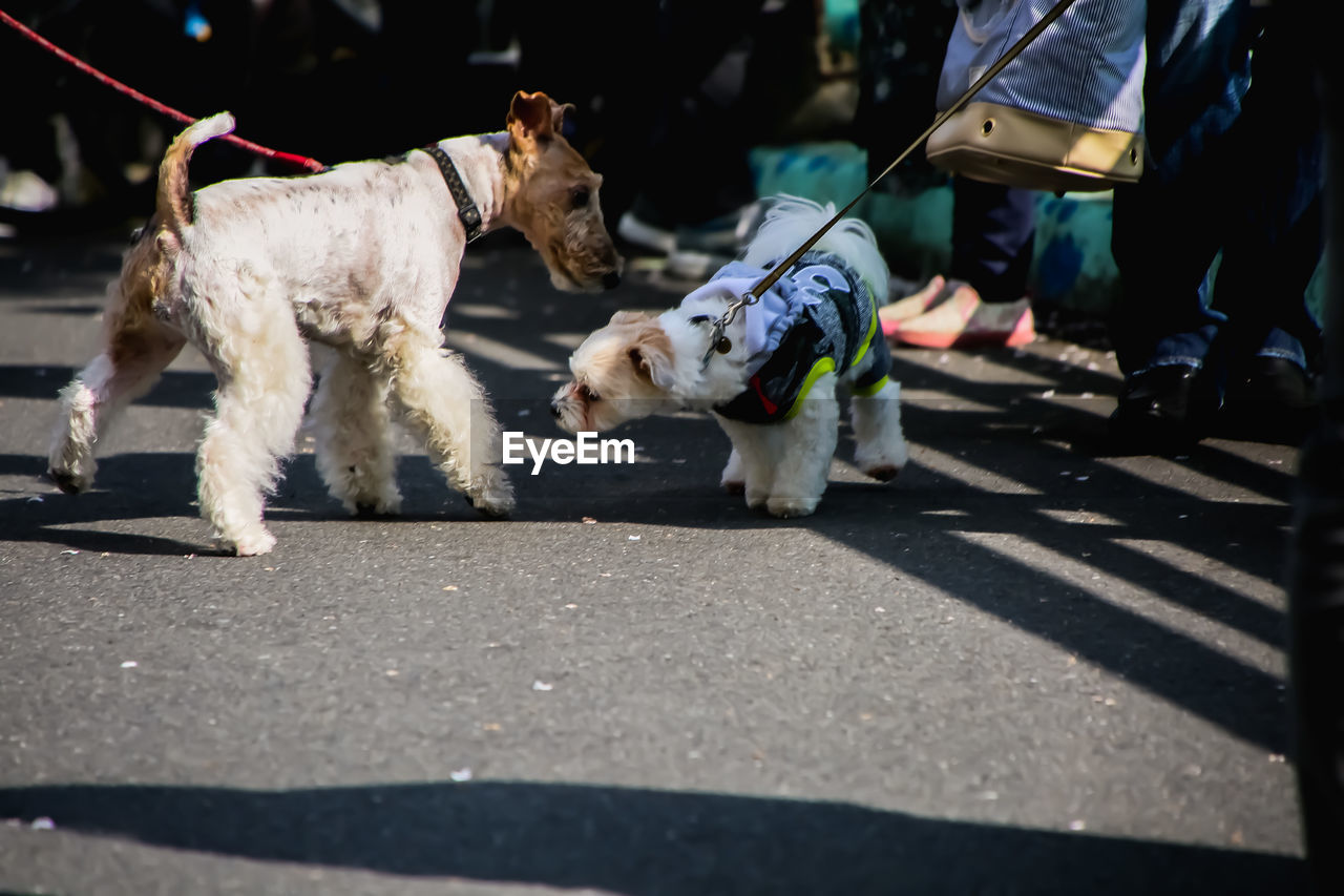 Portrait of dogs on street