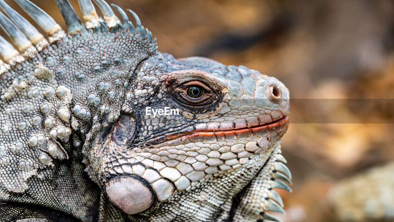 iguana, animal themes, animal, lizard, close-up, one animal, wildlife, animal wildlife, reptile, animal body part, iguania, animal head, dragon lizard, portrait, macro photography, no people, animal scale, nature, travel destinations
