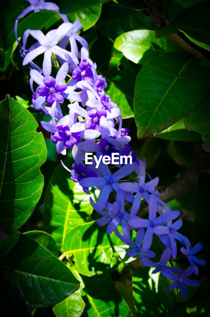 CLOSE-UP OF PURPLE FLOWERS