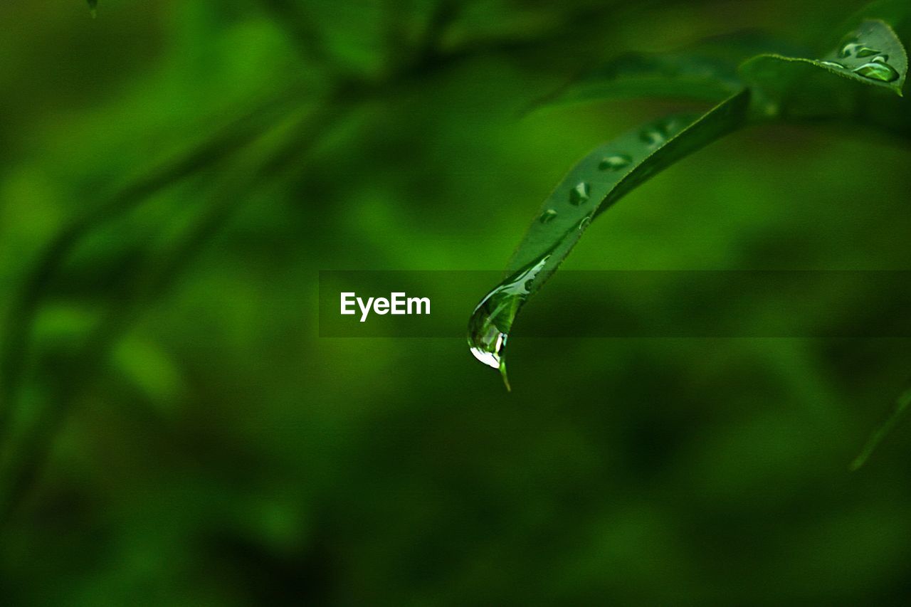 CLOSE-UP OF WATER DROPS ON PLANT